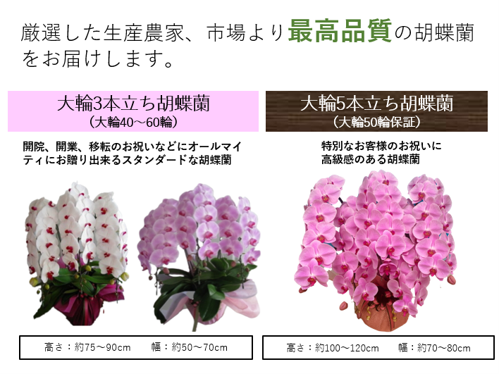 BLOOMSTONEのこだわり<br>生産農家や市場で厳選された最高品質の胡蝶蘭をお届けします。